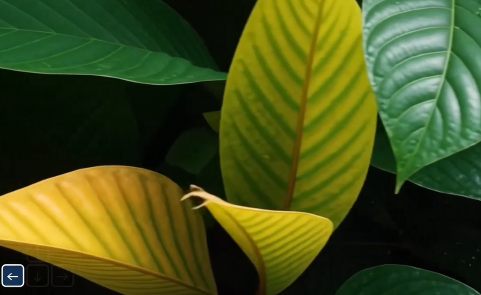 Ecosystem Simulation